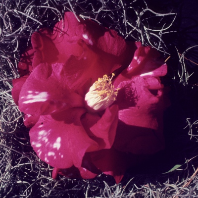 Betty M. Lee